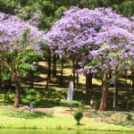 Jacarandá