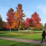Liquidambar