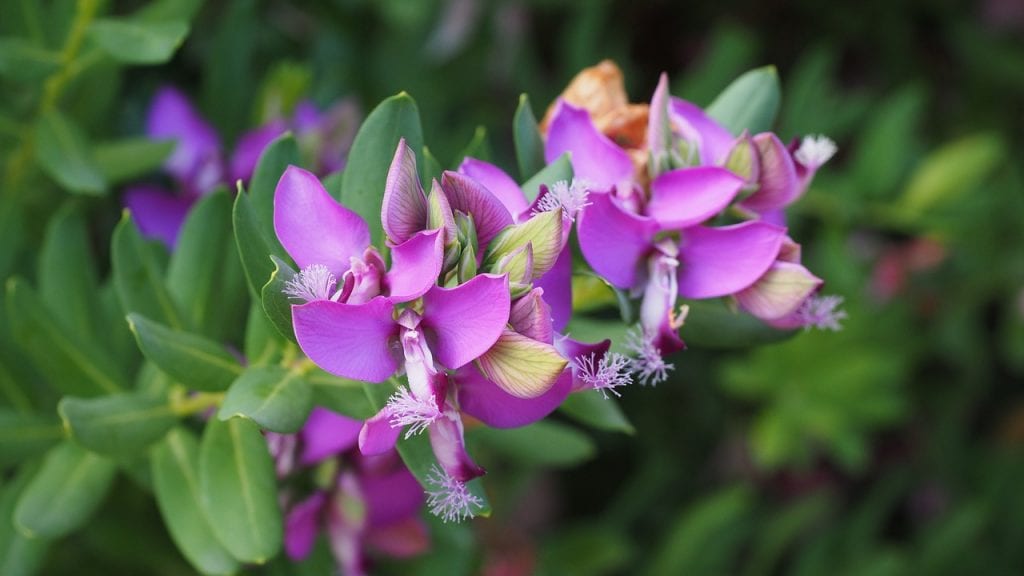 Polygala en flor