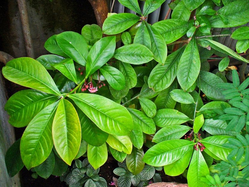 Planta Ardisia wallichii