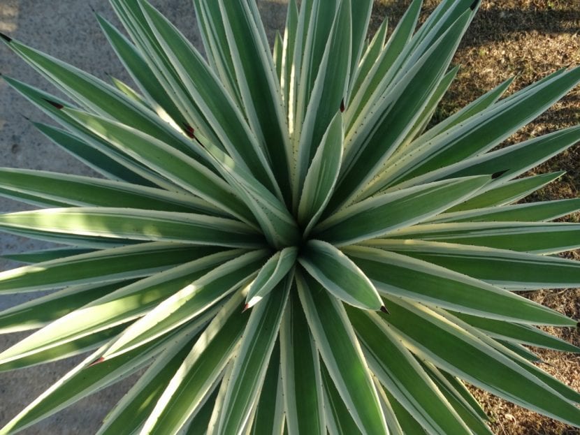 Planta de Agave variegaya