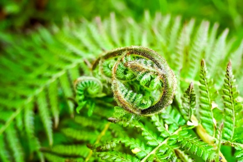 Fronde (hoja) de helecho