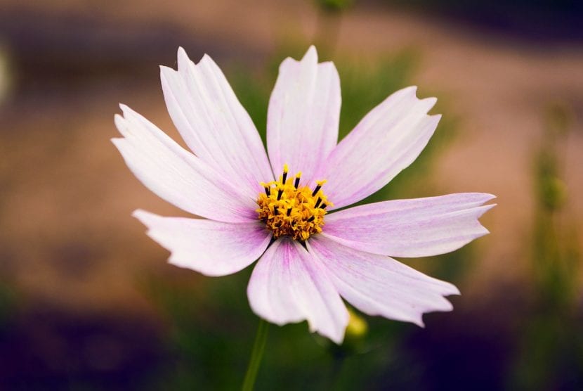 Flor rosada de cosmos