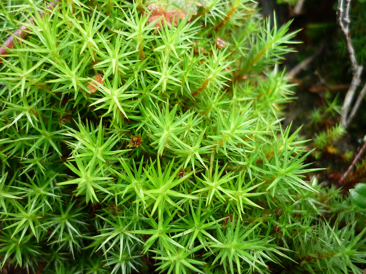 Vista del Polytrichum strictum