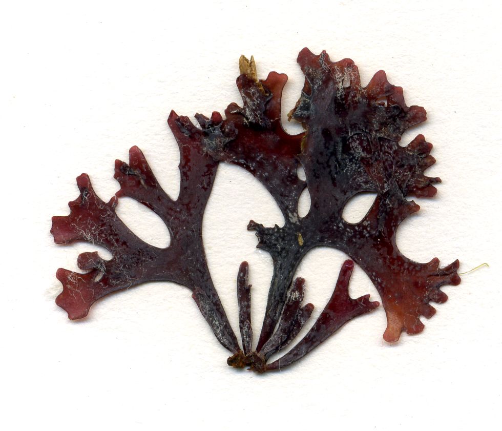 Vista del alga Chondrus crispus