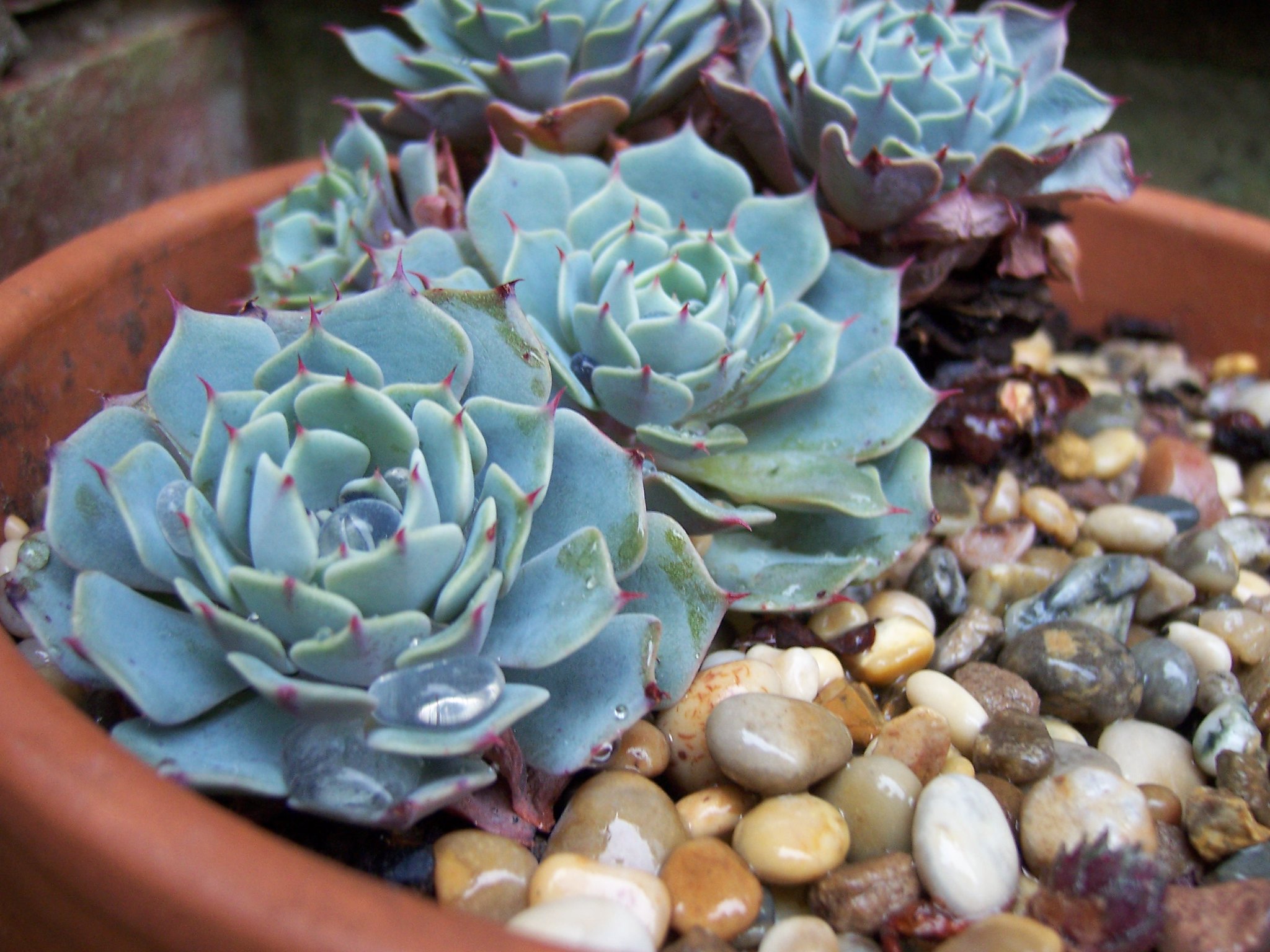 La Echeveria elegans es una planta crasa