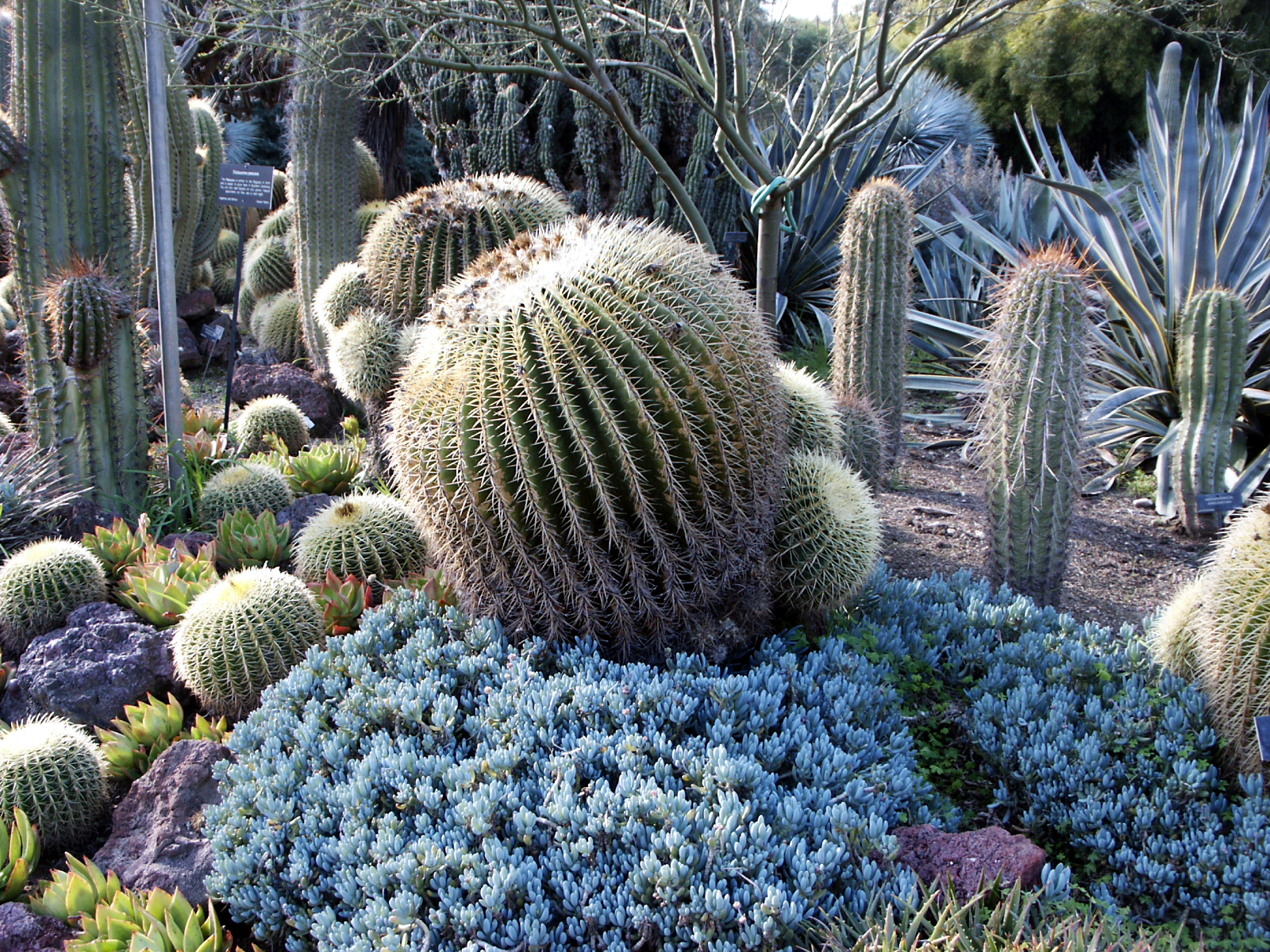 Las suculentas son plantas que resisten la sequía