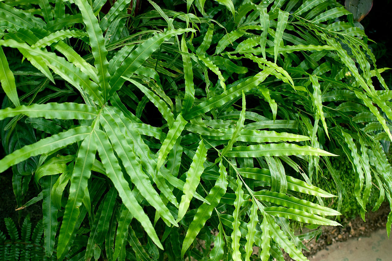 El Pteris cretica es un helecho de porte bajo