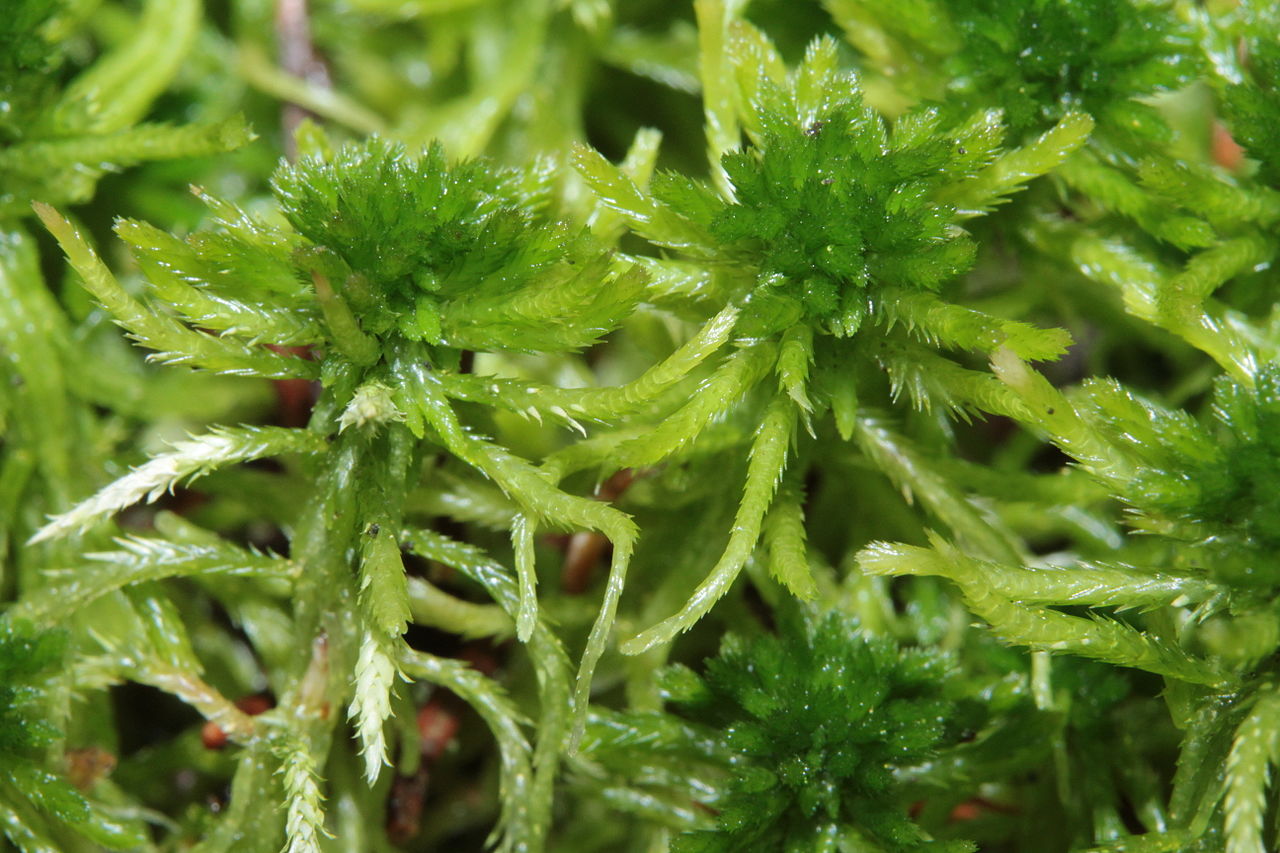 Vista del musgo Sphagnum fallax