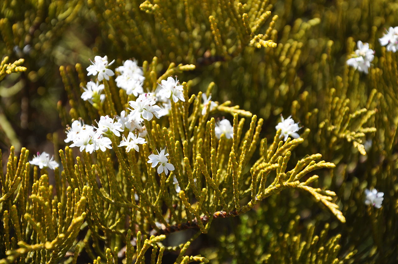 La Veronica ocracea es un arbusto perenne