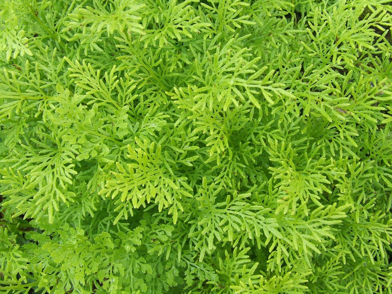 De dónde obtienen la energía las plantas y cómo la usan