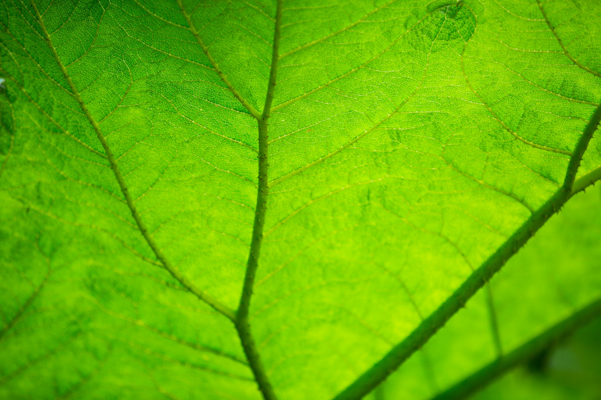 Las plantas realizan distintas funciones