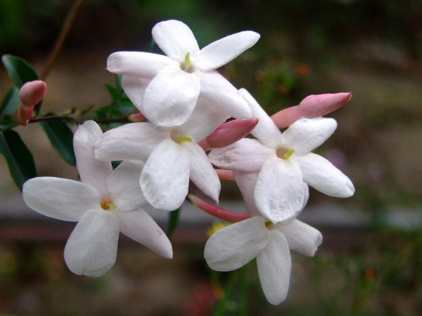 Flores del jazmín chino