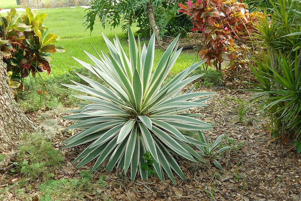 Jardín 