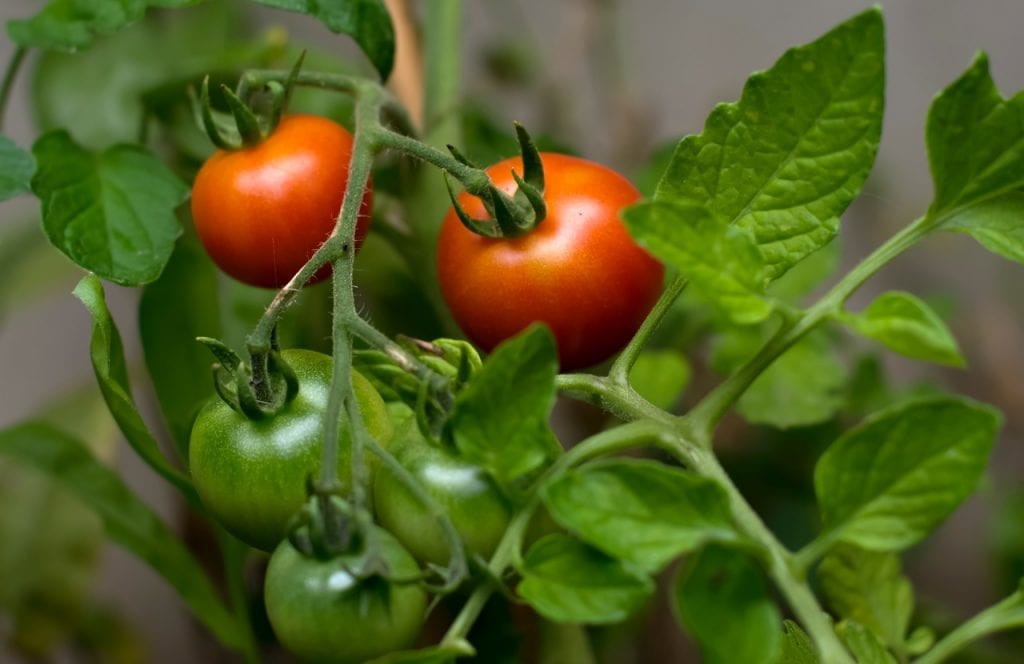 Tomatera