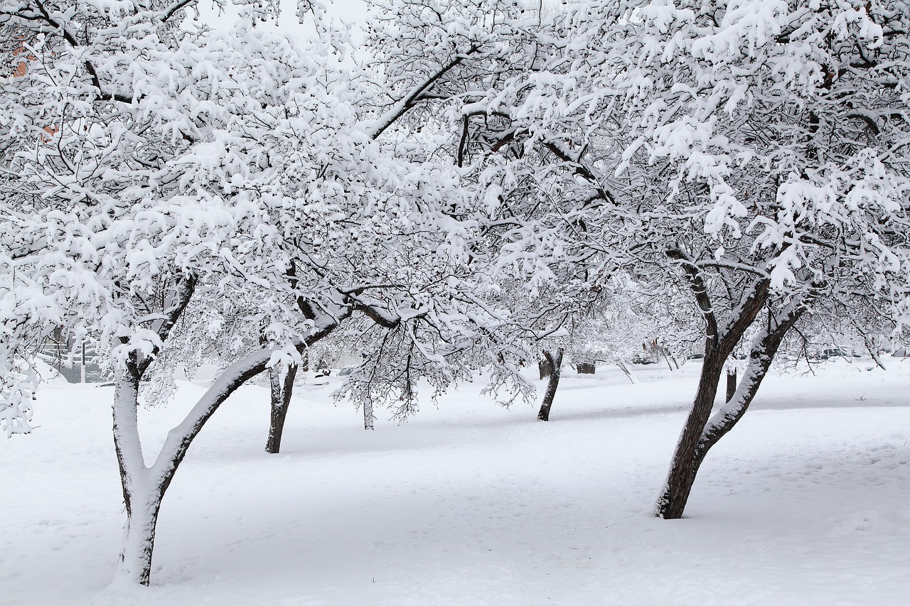 En invierno hay que proteger las plantas del frío