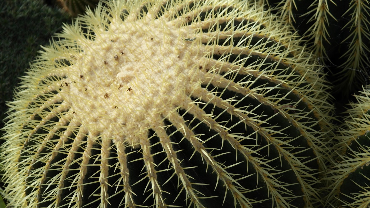 El Echinocactus grusonii es un cactus espinoso
