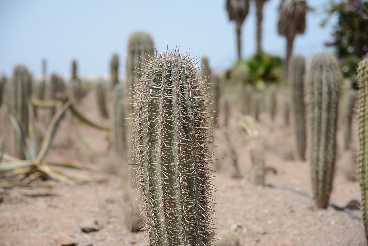 Los cactus tienen espinas para reducir la pérdida de agua