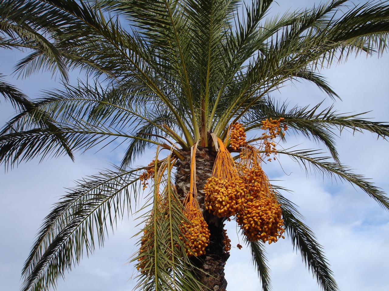 La datilera es una palmera espinosa