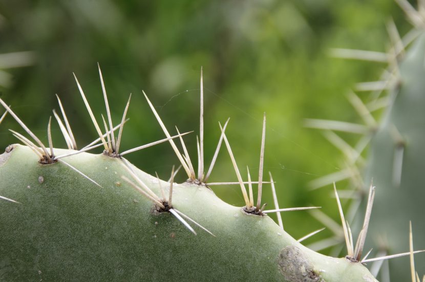 Espinas de cactus agrupadas en una areola
