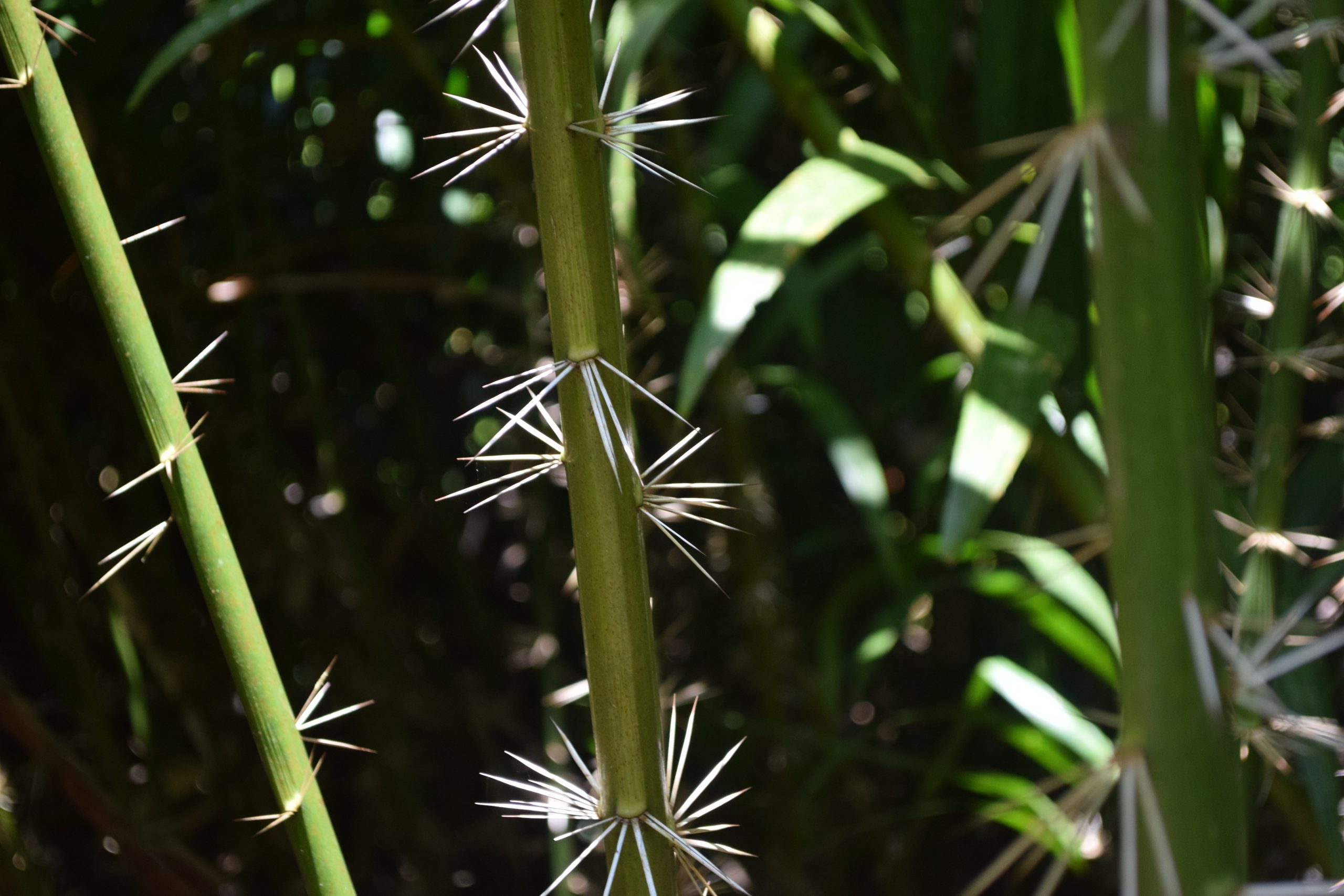 Hay plantas que tienen espinas en los tallos
