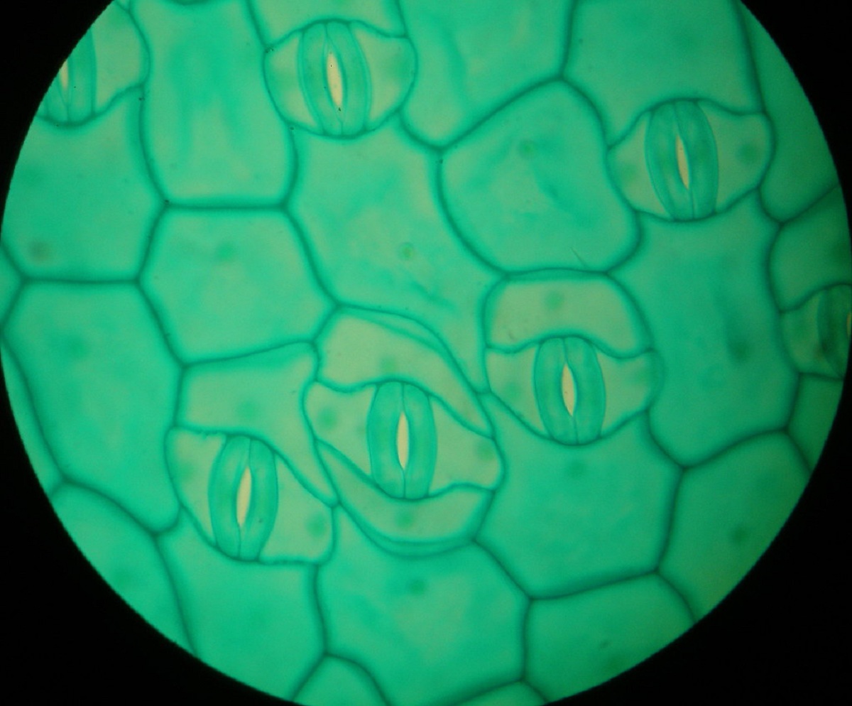 Estomas al microscopio