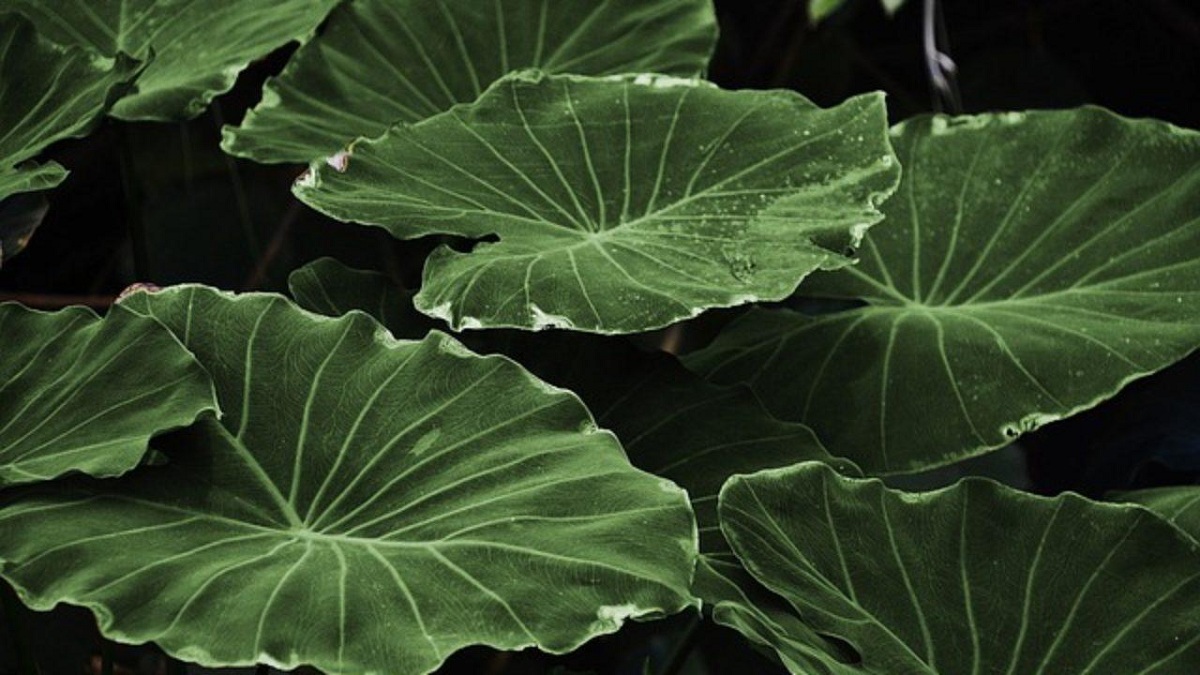 Respiración de las plantas