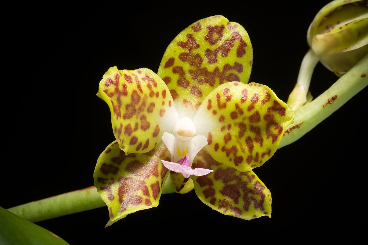 Vista de la orquídea Phalaenopsis