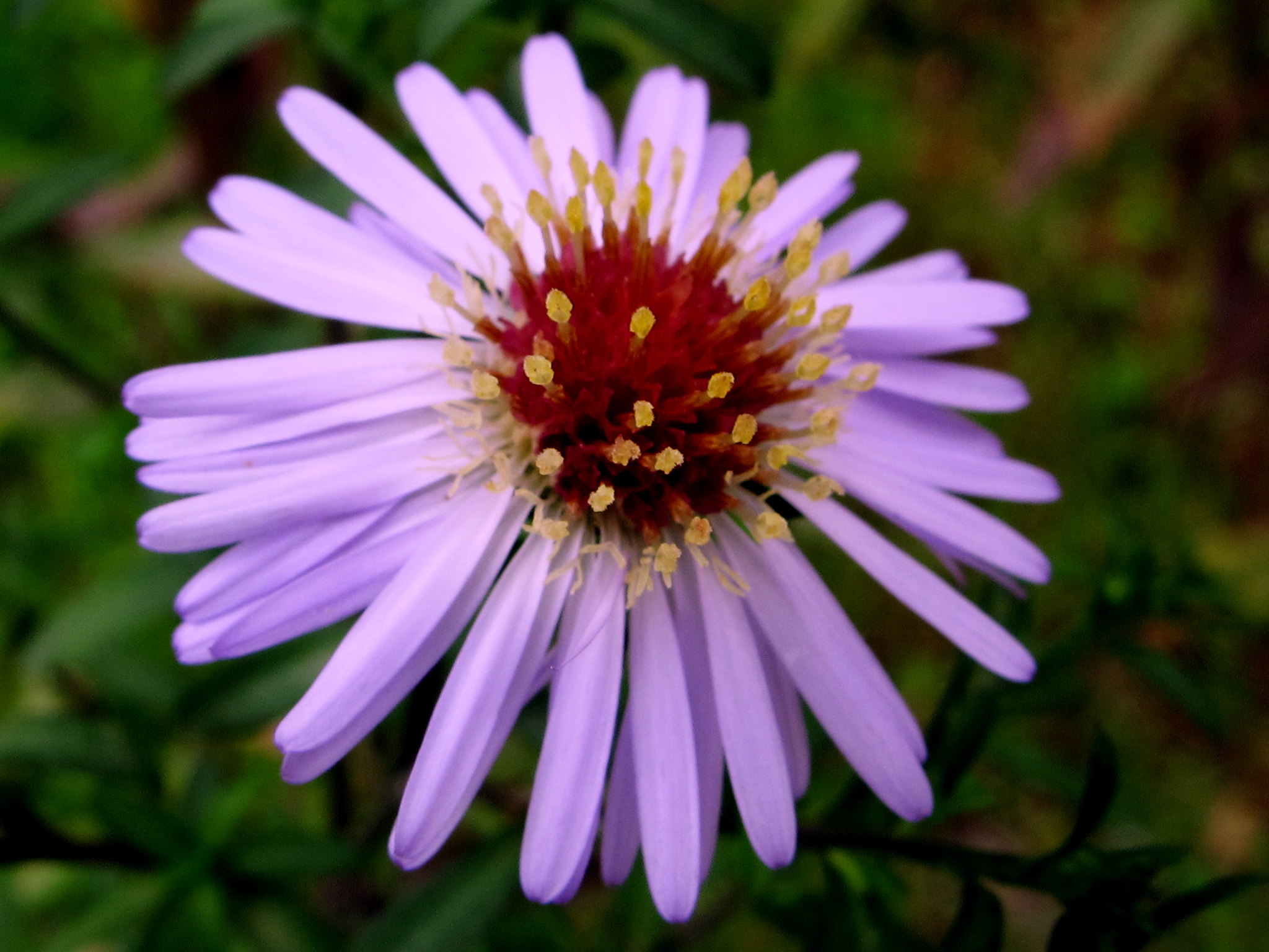 Vista del Aster tataricus