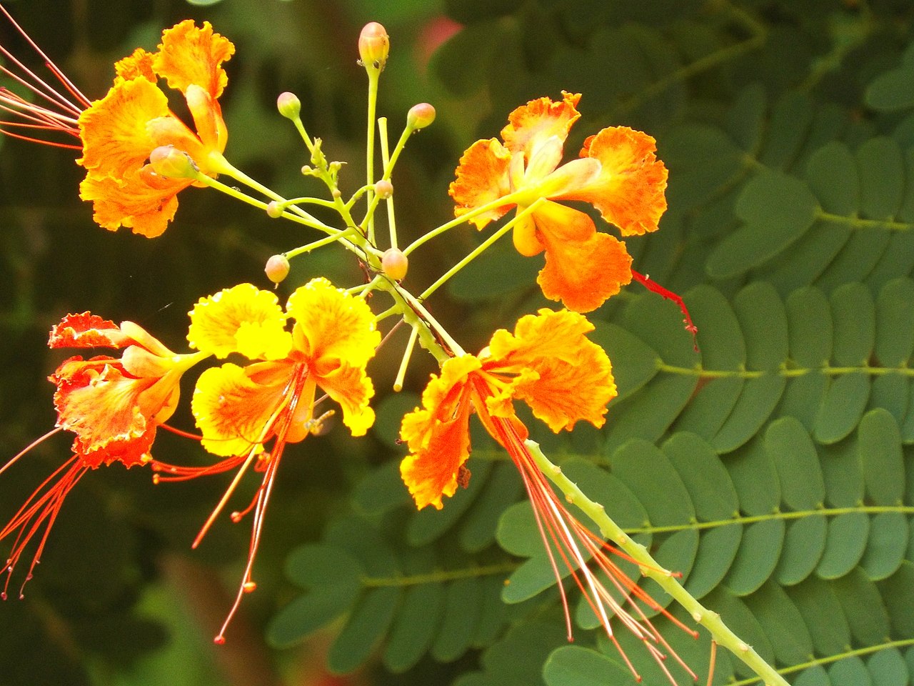 Vista de la Caesalpinia pulcherrima