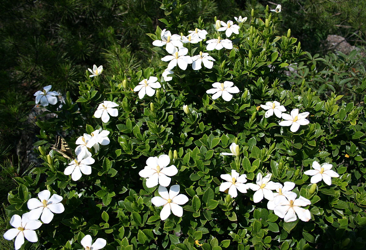 Vista de la Gardenia jasminoides