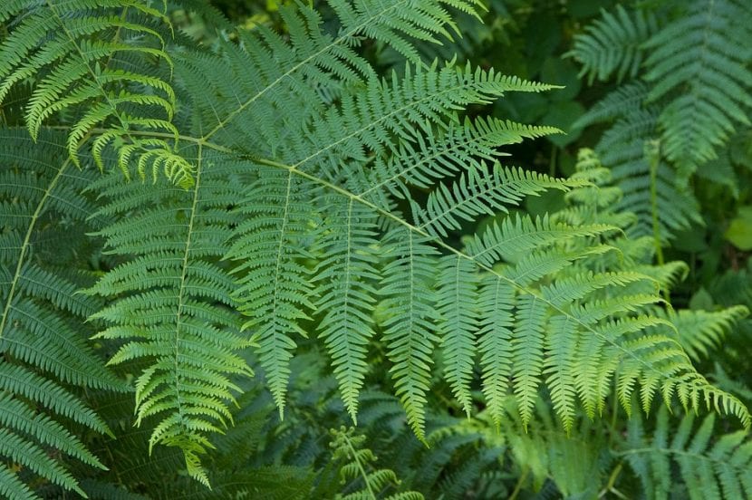Fronde de helecho