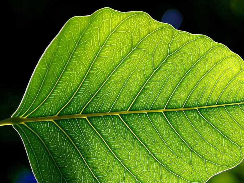 Funciones vitales de las plantas explicadas una a una
