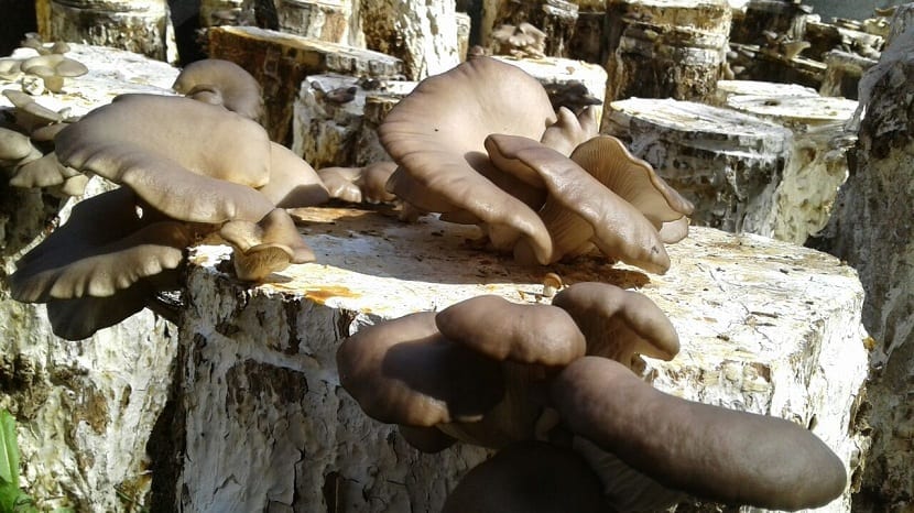 Gírgolas creciendo agrupadas en repisas