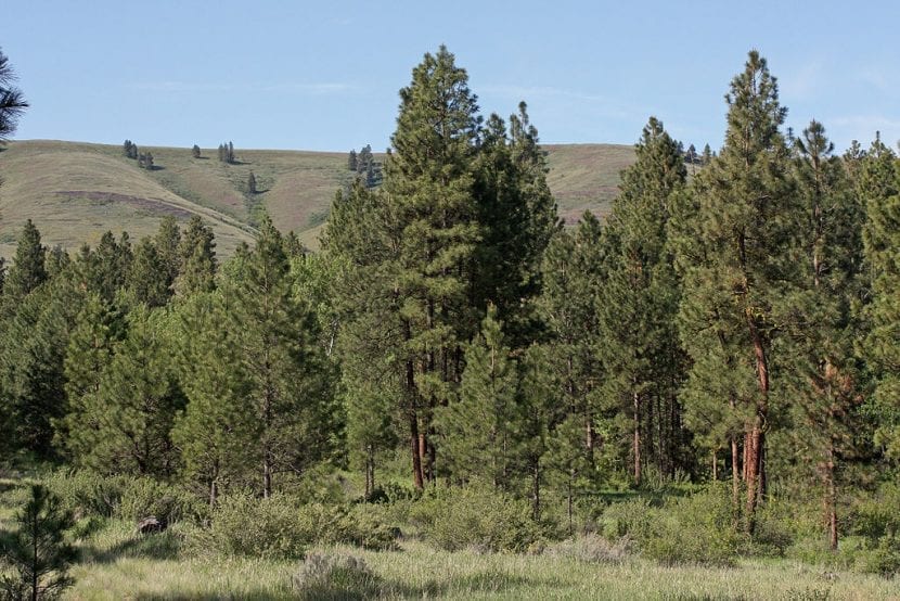 Vista del Pinus ponderosa