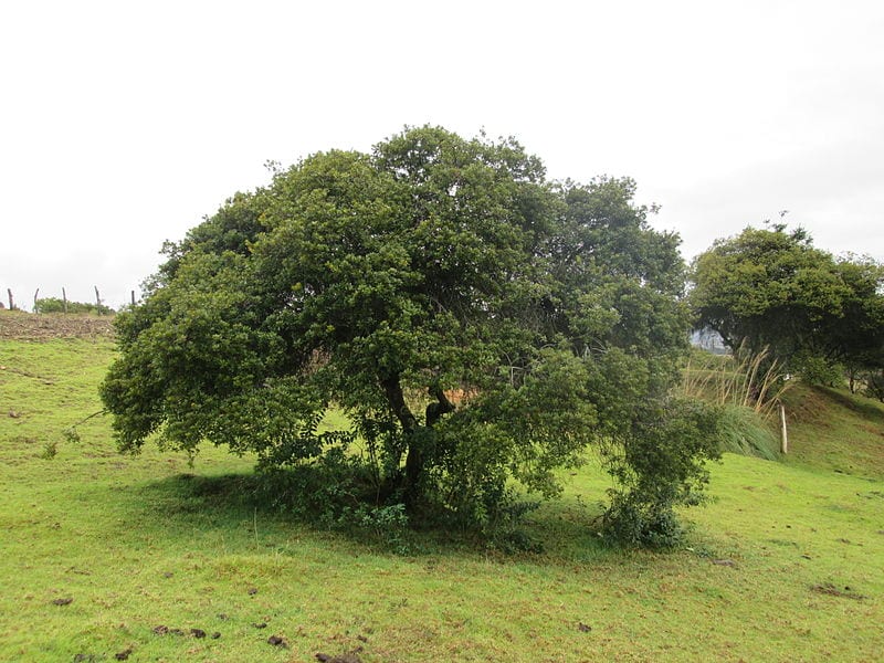 Vista de un laurel adulto