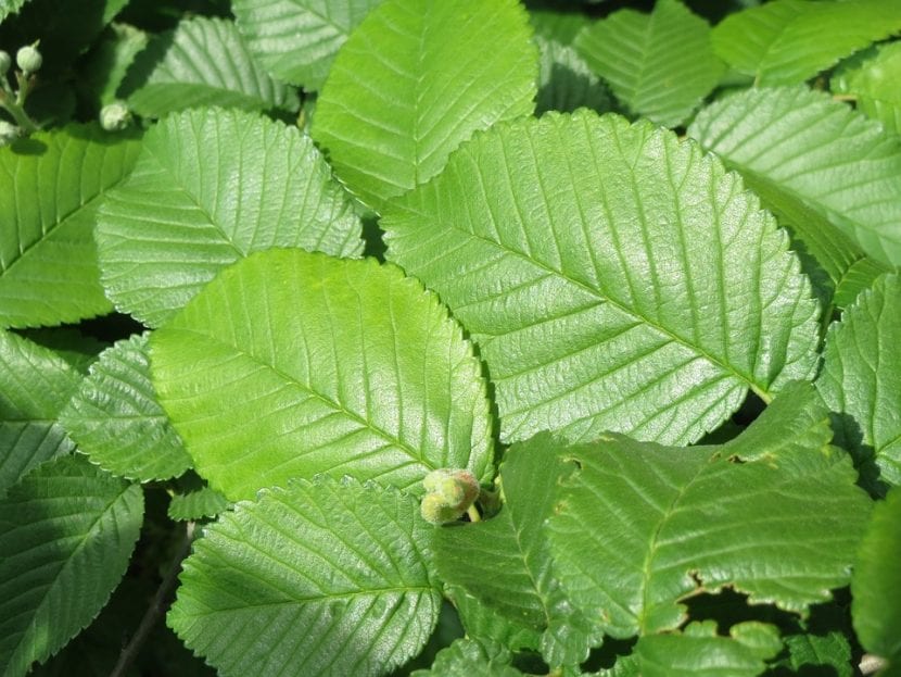 Las hojas del Ulmus minor son caducas