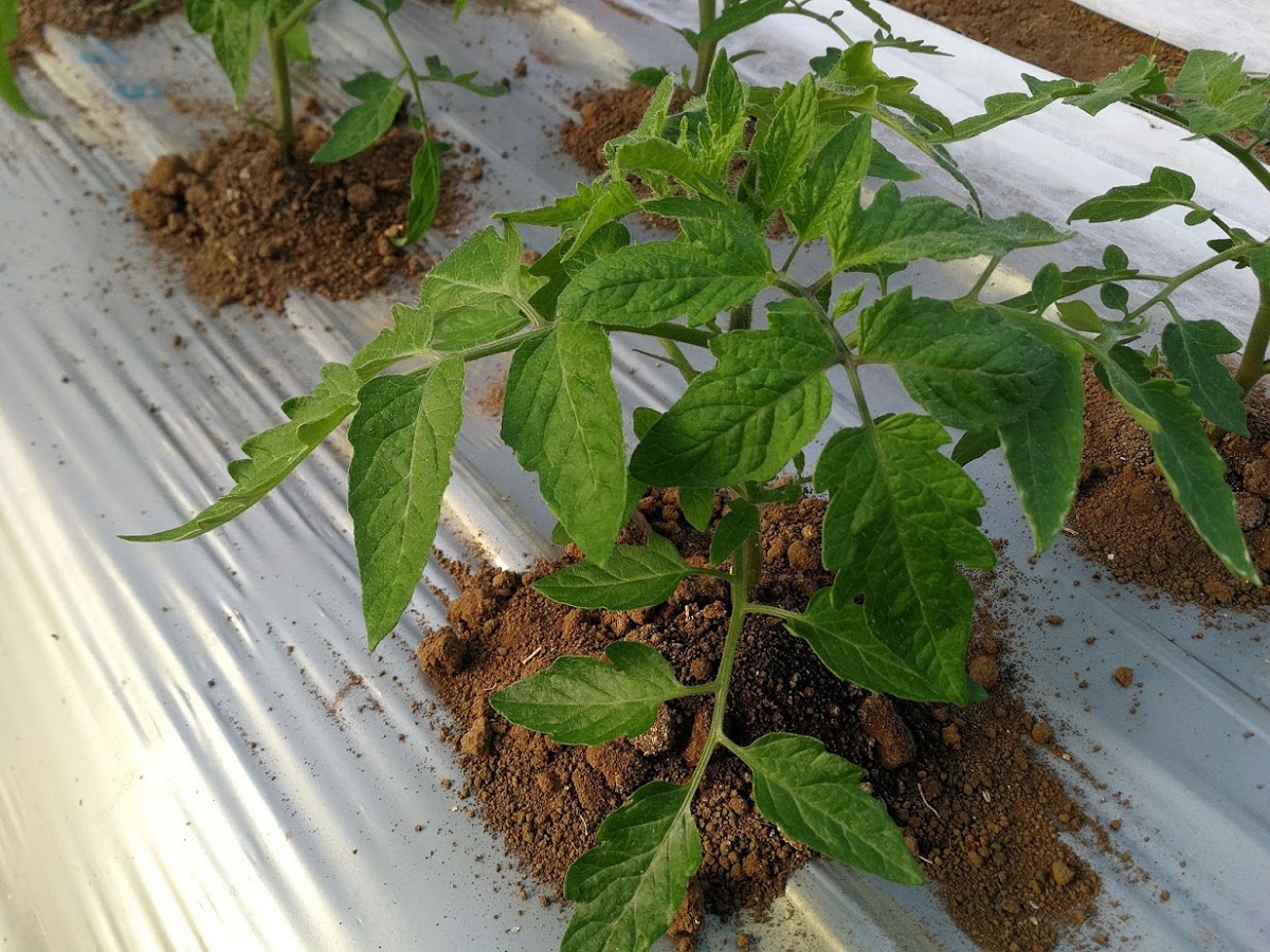 Plantas y endofitos