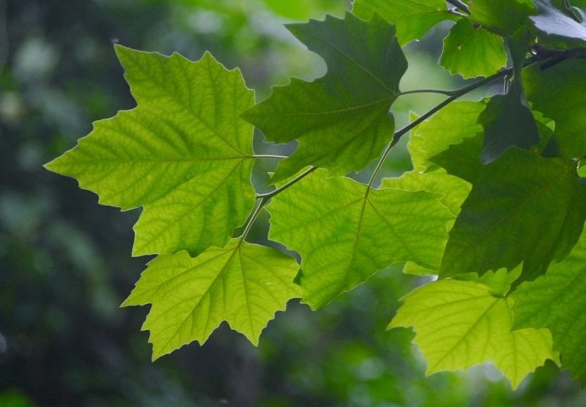 Hojas de Acer mono