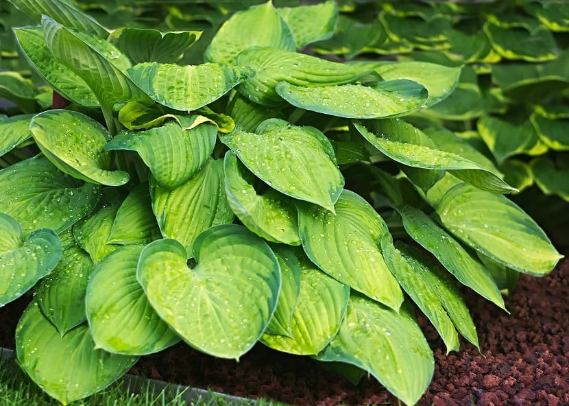 Características de la hosta