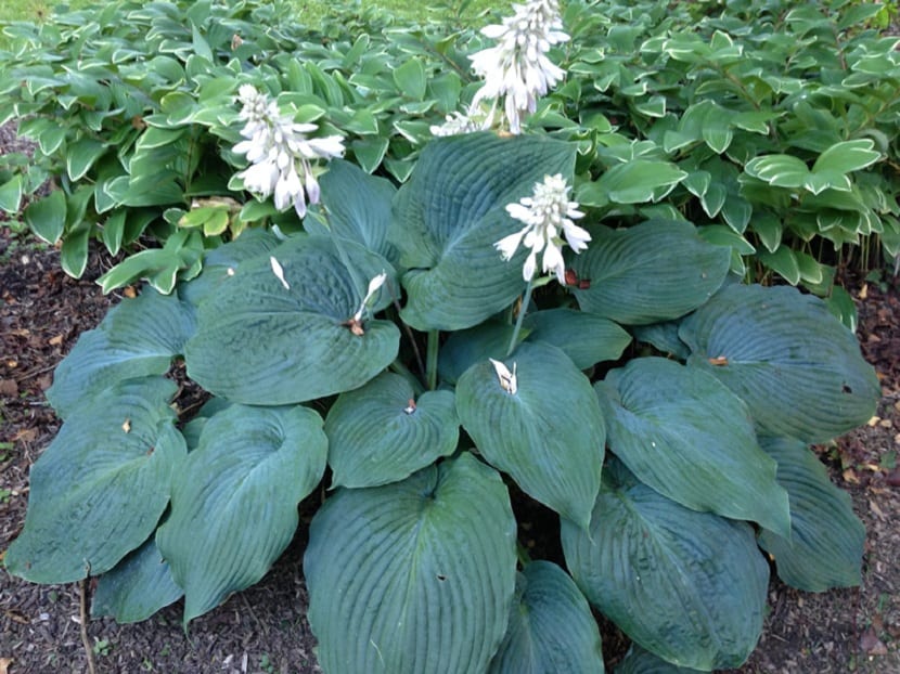 Flores de la hosta