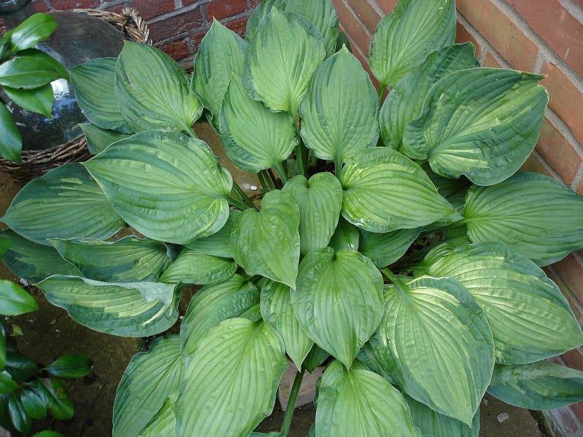 Hosta