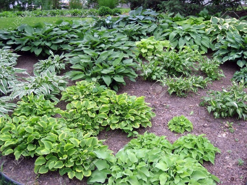 Hostas agrupadas