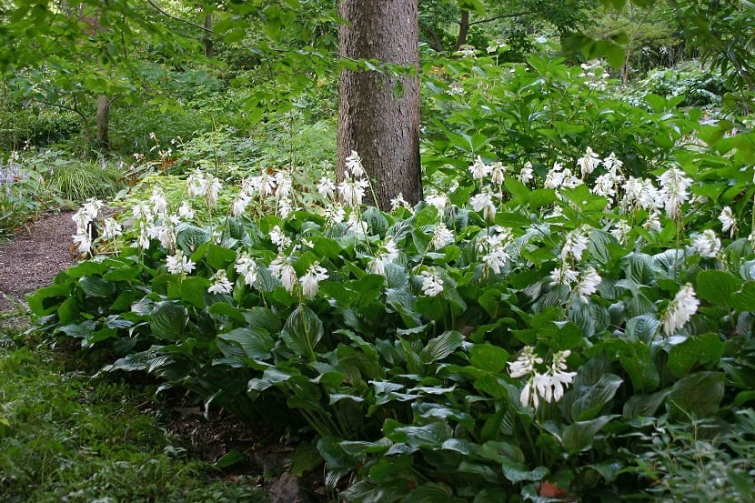 Flores de la hosta