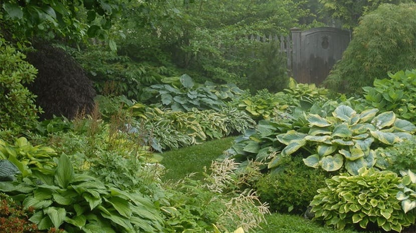 Hostas en ambientes húmedos