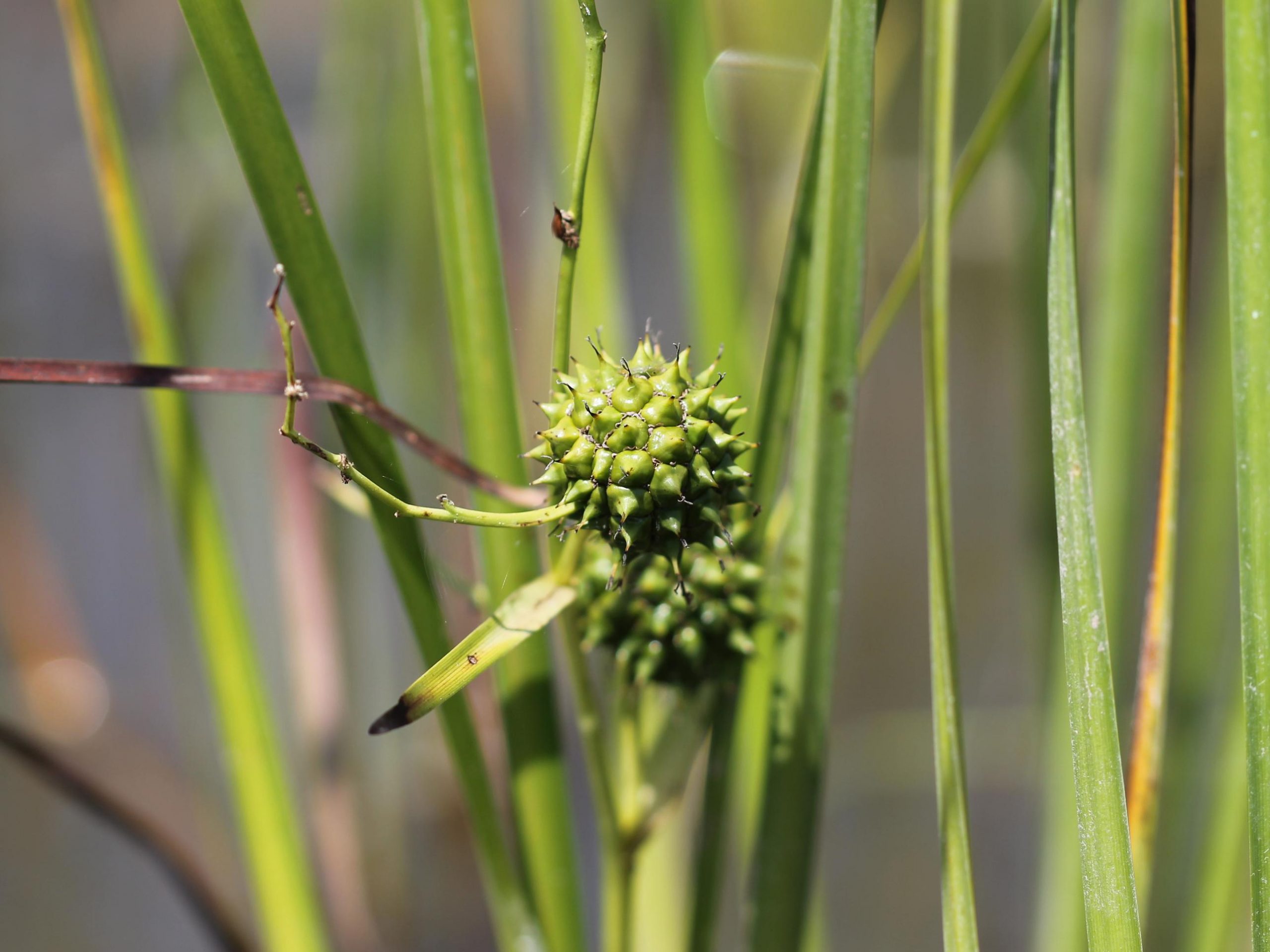 Vista del Sparganium eurycarpum