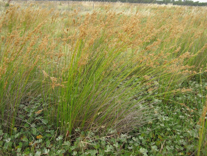 Juncos creciendo en su hábitat natural, en la orilla encharcada de una masa de agua