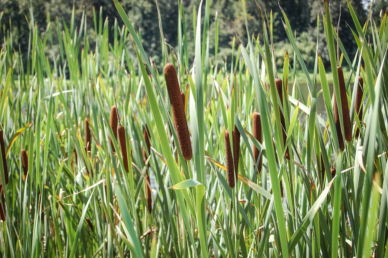 Vista de la Typha latifolia