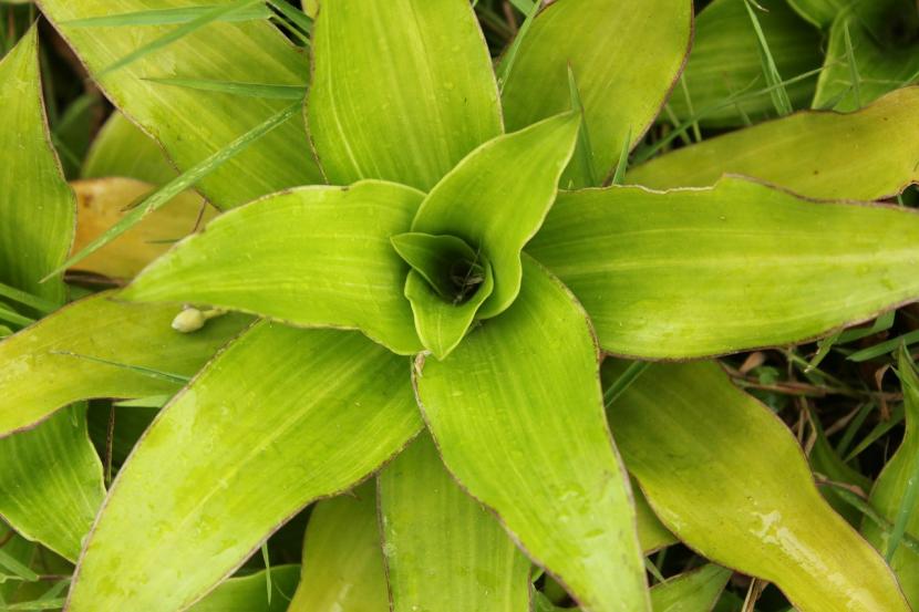 Bromelia