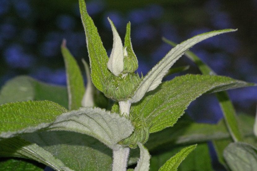 Hierba de fuego